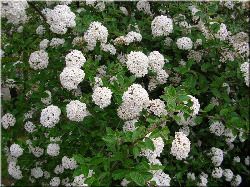 DSCN9785.JPG