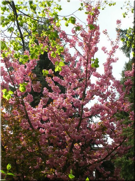 DSCN9787.jpg