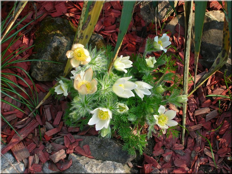 DSCN9810.JPG
