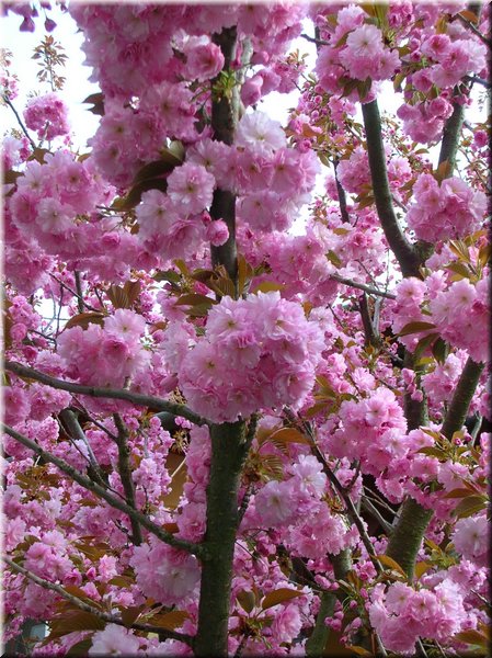 DSCN9883.jpg