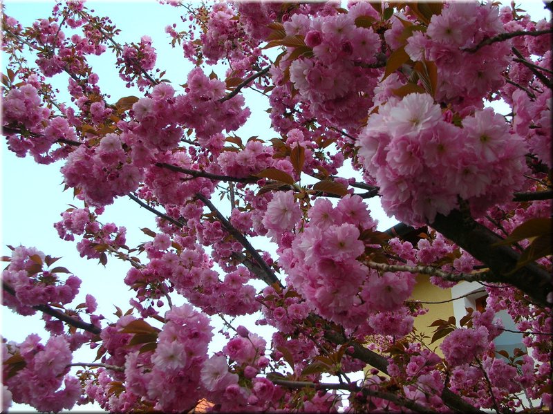 DSCN9884.JPG