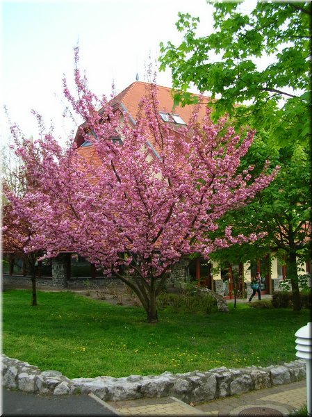 DSCN9890.jpg