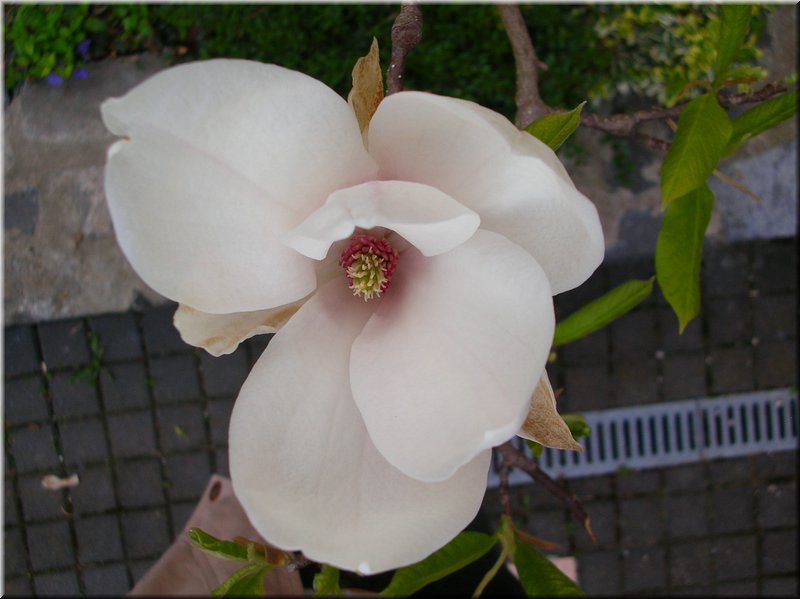 DSCN9905.JPG