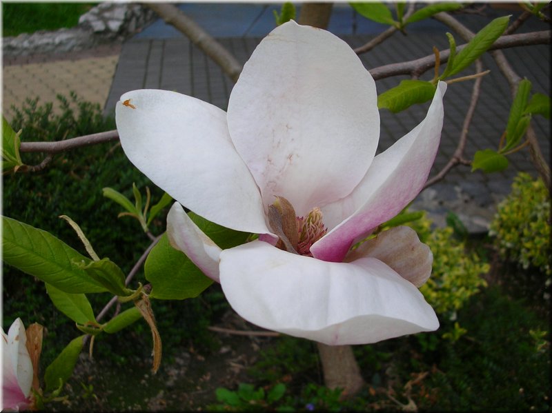 DSCN9906.JPG