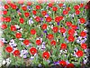 DSCN9763.JPG