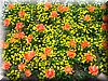 DSCN9768.JPG