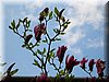 DSCN9795.JPG