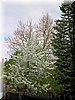 DSCN9805.jpg
