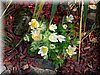 DSCN9810.JPG