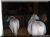 DSCN9929.JPG
