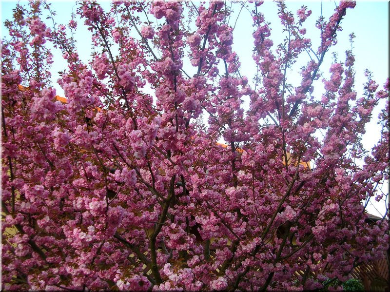 DSCN9965.JPG