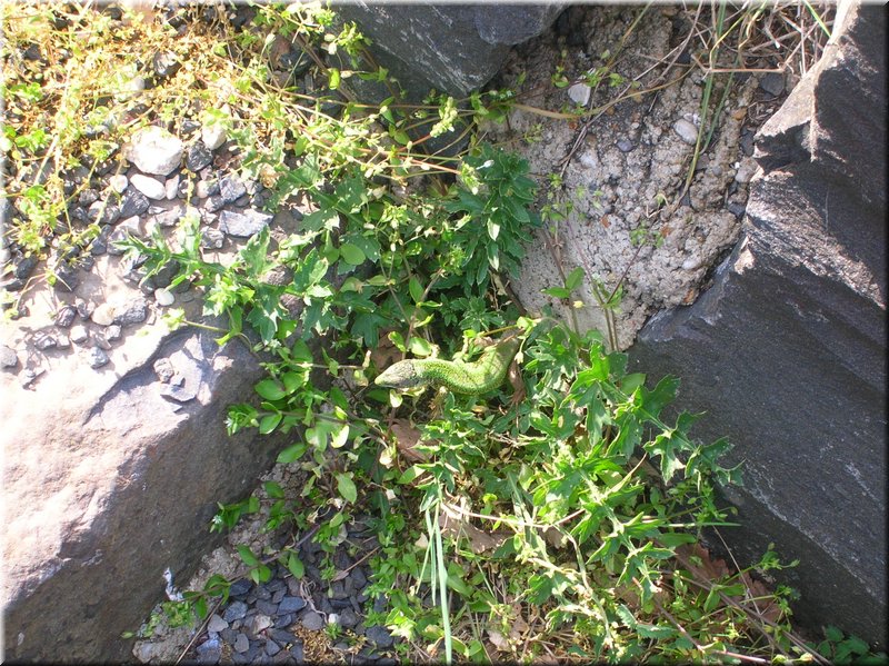 DSCN9981.JPG