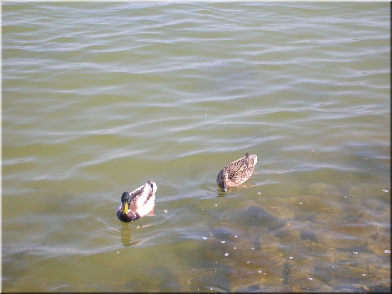 DSCN0106.JPG