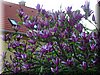 DSCN0270.JPG