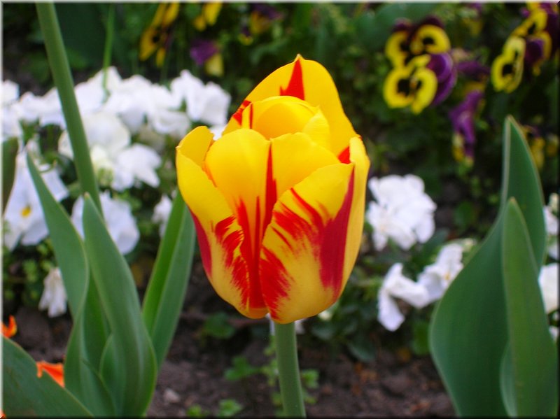 DSCN0483.JPG