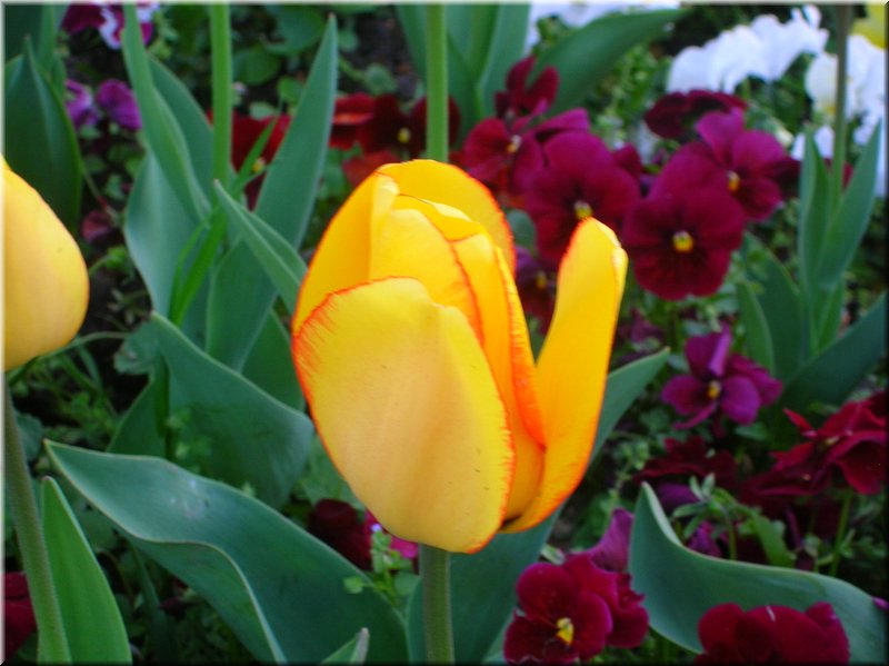 DSCN0486.JPG