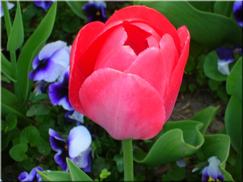 DSCN0487.JPG