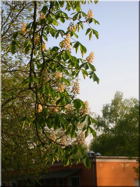 DSCN0524.jpg
