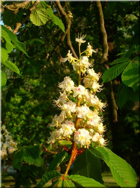 DSCN0530.jpg