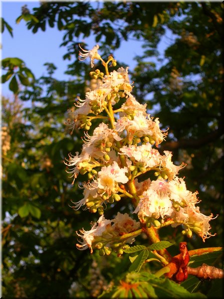 DSCN0531.jpg