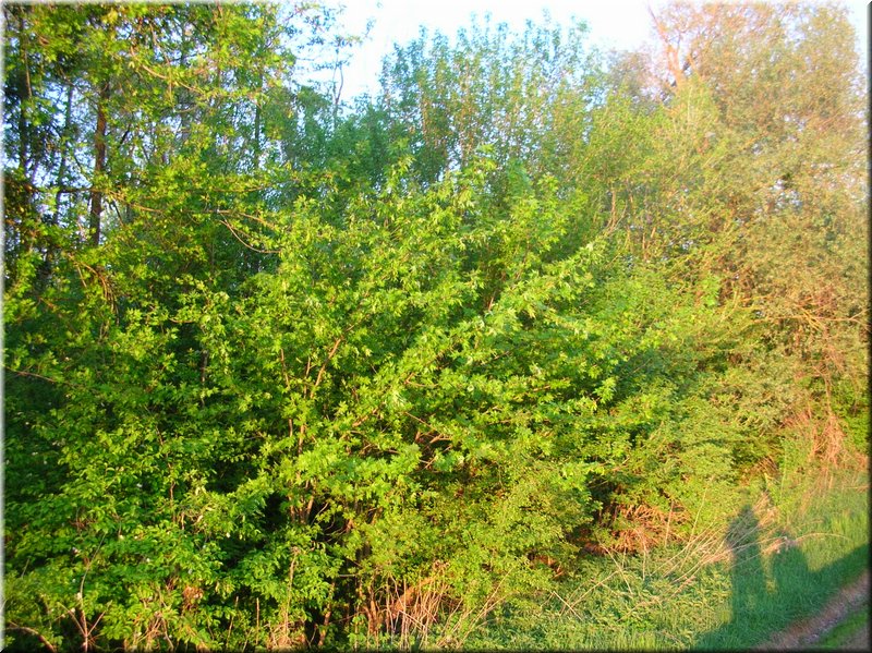 DSCN0588.JPG