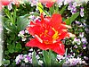 DSCN0474.JPG