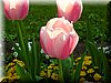 DSCN0475.JPG