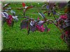 DSCN0516.JPG