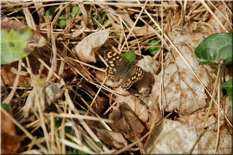 DSC_8527.JPG
