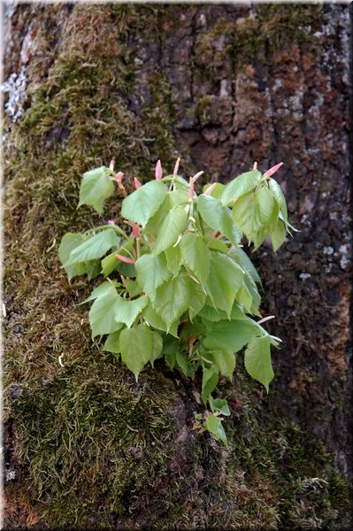 DSC_8567.jpg