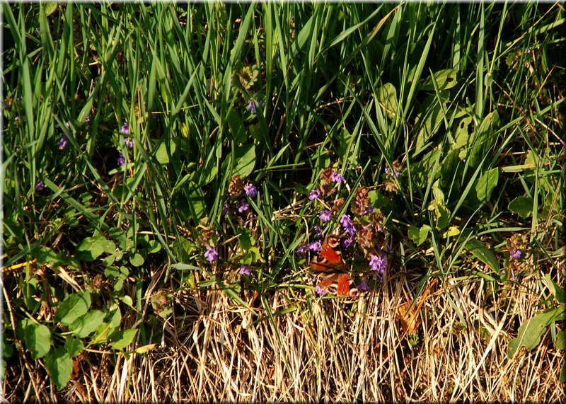 DSC_8613.jpg