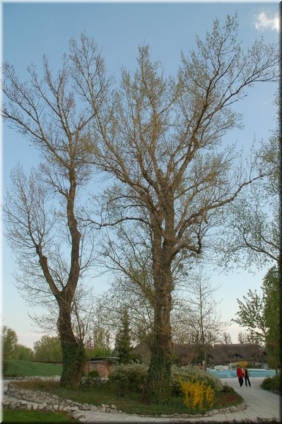 DSC_8636.JPG