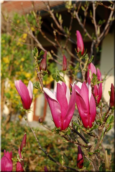 DSC_8669.JPG