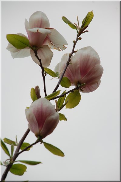 DSC_8682.JPG
