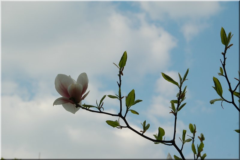DSC_8683.JPG