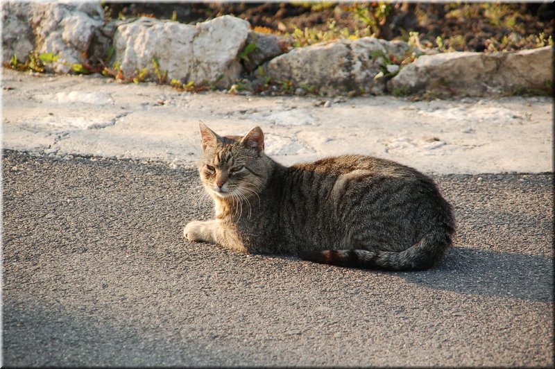 DSC_8715.JPG