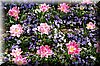 DSC_8552.jpg