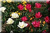 DSC_8559.jpg