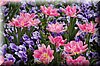 DSC_8561.JPG