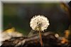 DSC_8696.JPG