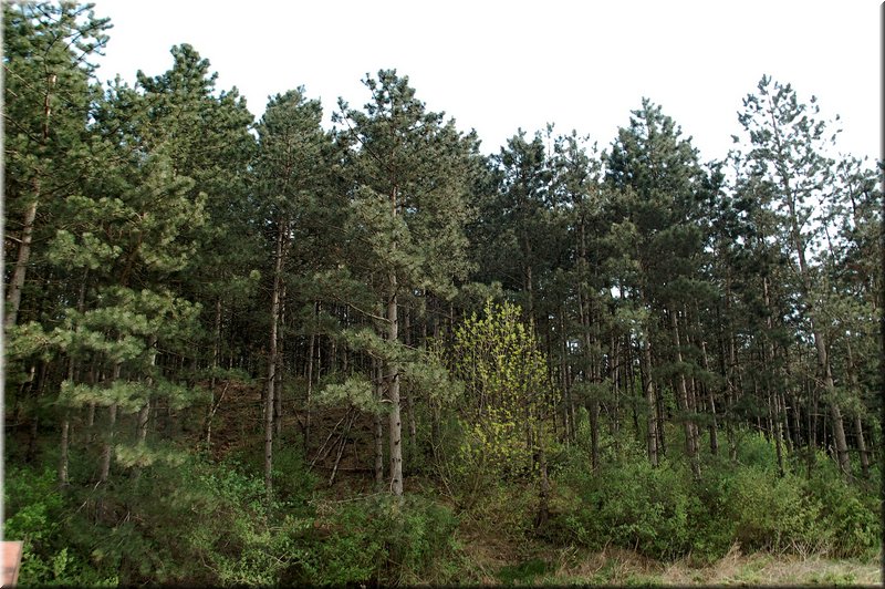 DSC_8883.jpg