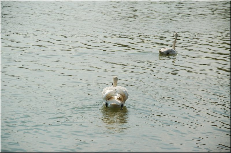DSC_8963.JPG