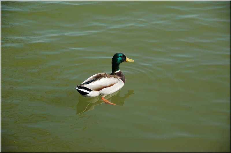 DSC_9007.JPG