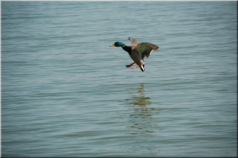 DSC_9008.JPG