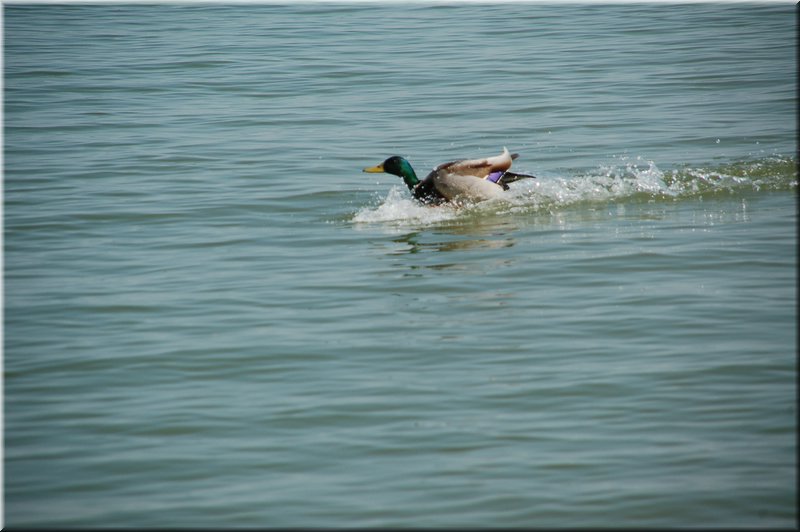 DSC_9009.JPG