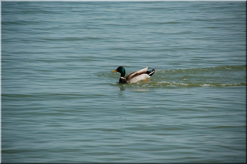 DSC_9010.JPG