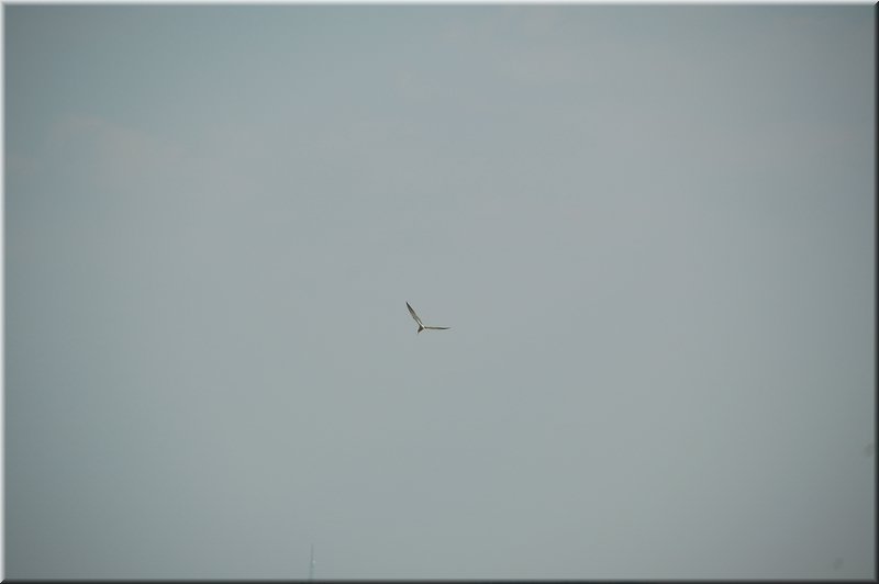 DSC_9028.JPG