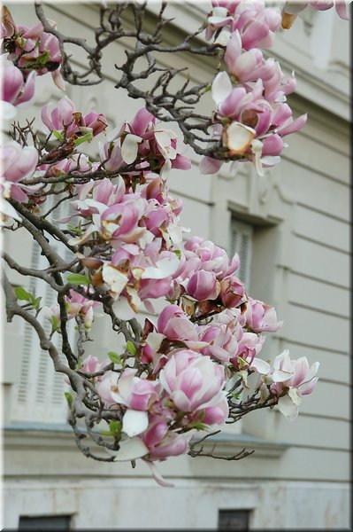 DSC_9067.jpg