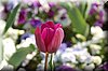 DSC_8998.JPG