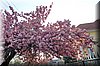 DSC_9081.jpg